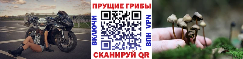 Псилоцибиновые грибы GOLDEN TEACHER  где найти   Стрежевой 